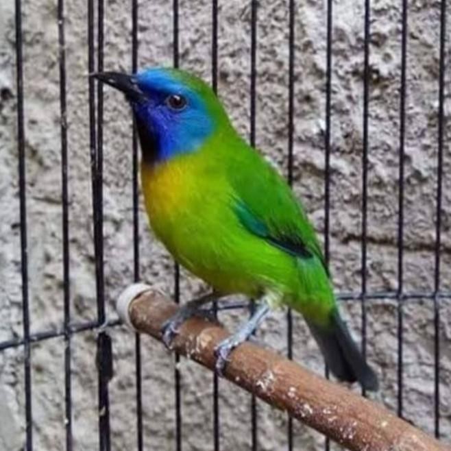 Mainan Burung / burung masteran cucak kinoy jantan bunyi