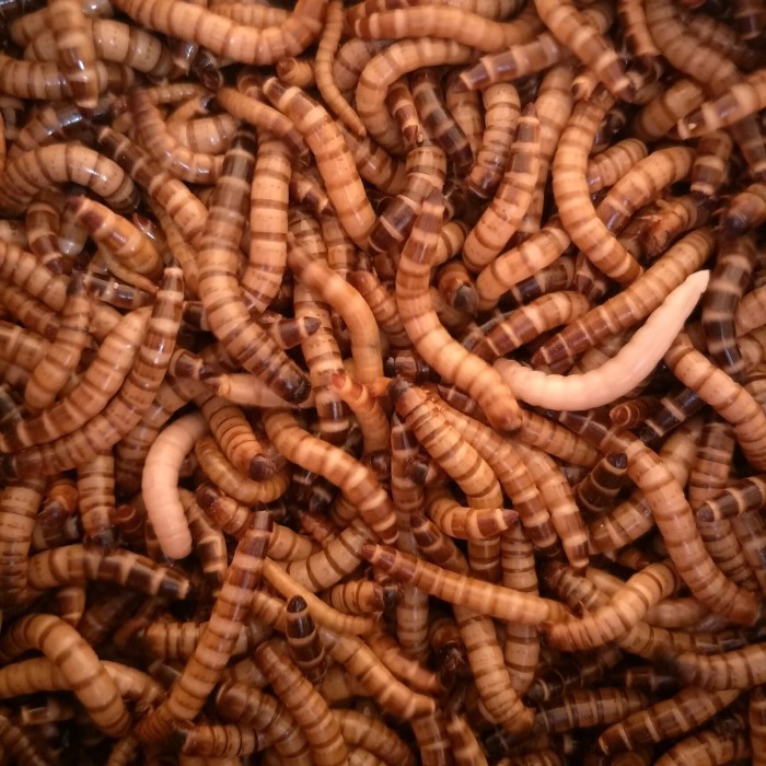 Ulat Jerman 500 Gram/Ulat Jerman/Ulat Jerman Pakan Burung