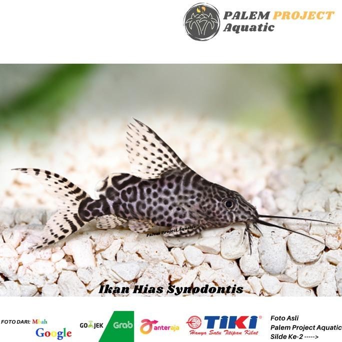 Ikan Hias Synodontis Ikan Synodontis Ikan Sapu Sapu