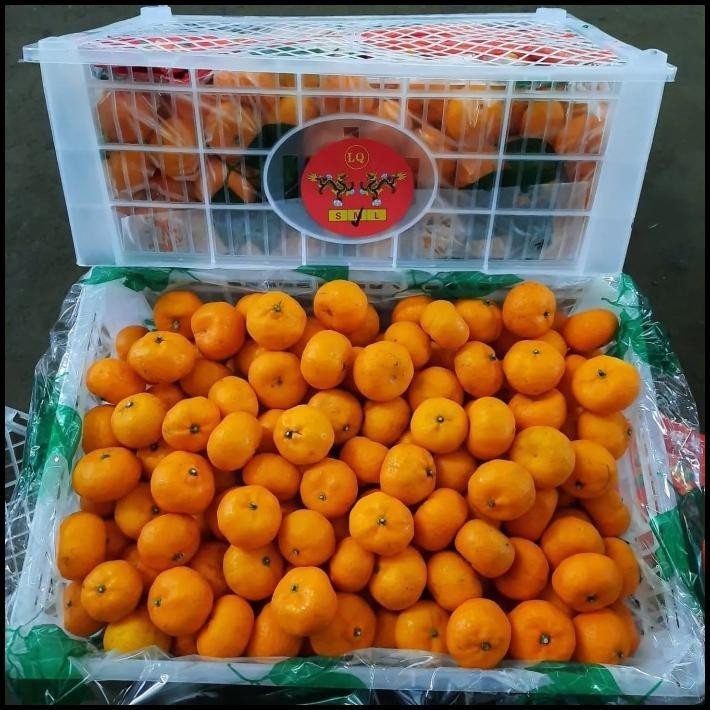 

BEST DEAL JERUK SHANTANG TANPA DAUN 1 KRAT ISI 7KG !