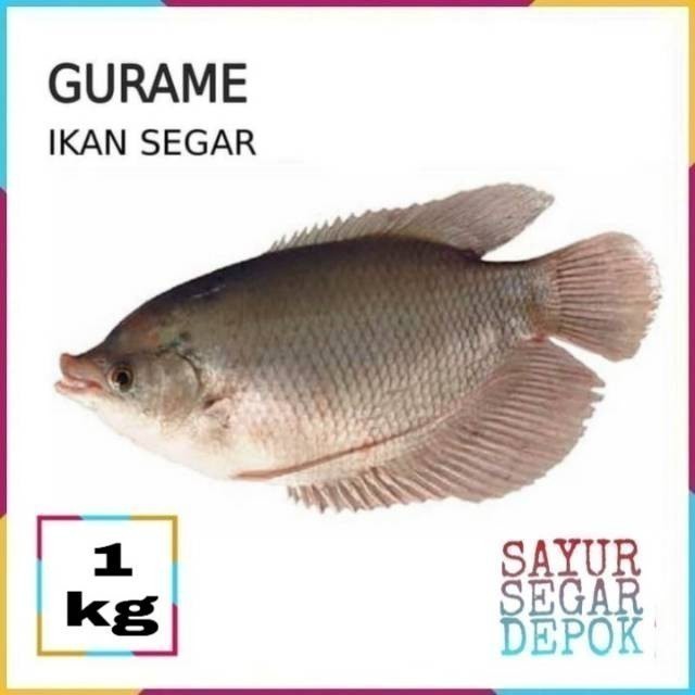 

Ikan Gurame 1Kg Fresh