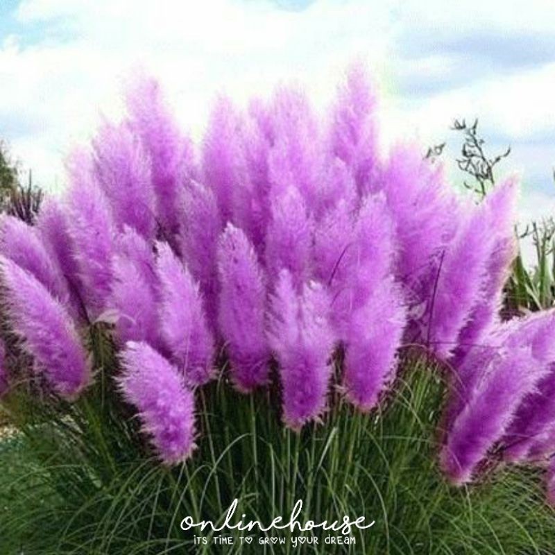 BIJI BIBIT BENIH PAMPAS GRASS UNGU