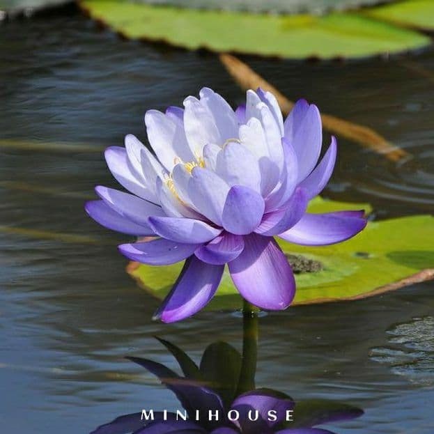 BENIH BIBIT BIJI LOTUS TERATAI AIR IMPORT