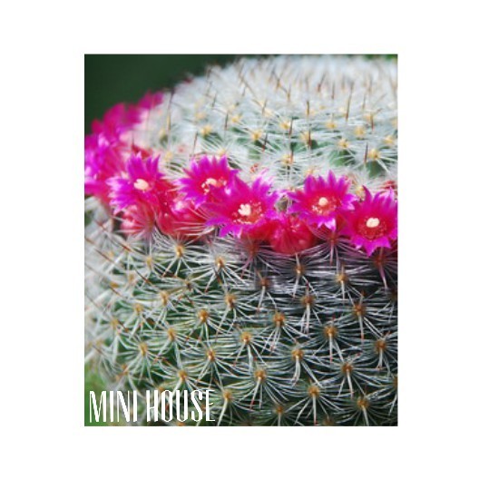 BIJI BIBIT BENIH KAKTUS MAMMILLARIA IMPORT