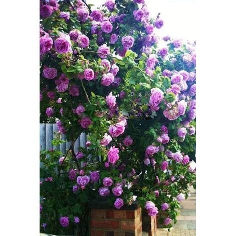 biji bibit benih mawar rambat ungu import