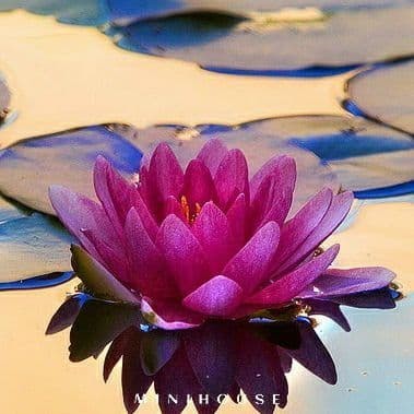 BENIH BIBIT BIJI LOTUS TERATAI AIR IMPORT