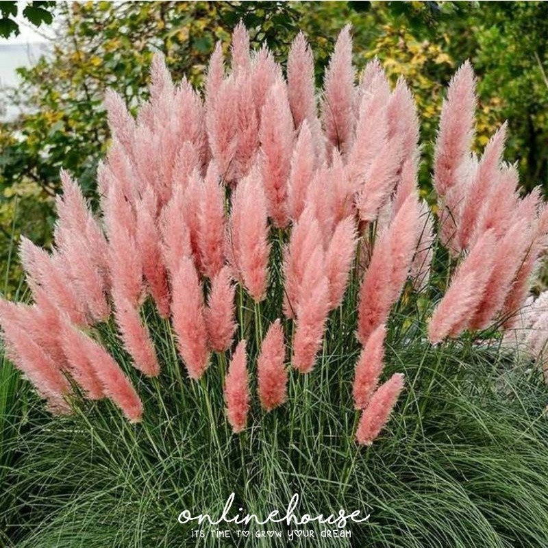 BIJI BENIH BIBIT PAMPAS GRASS