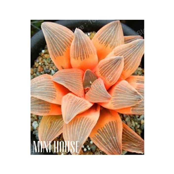 biji bibit benih sukulen / succulent import