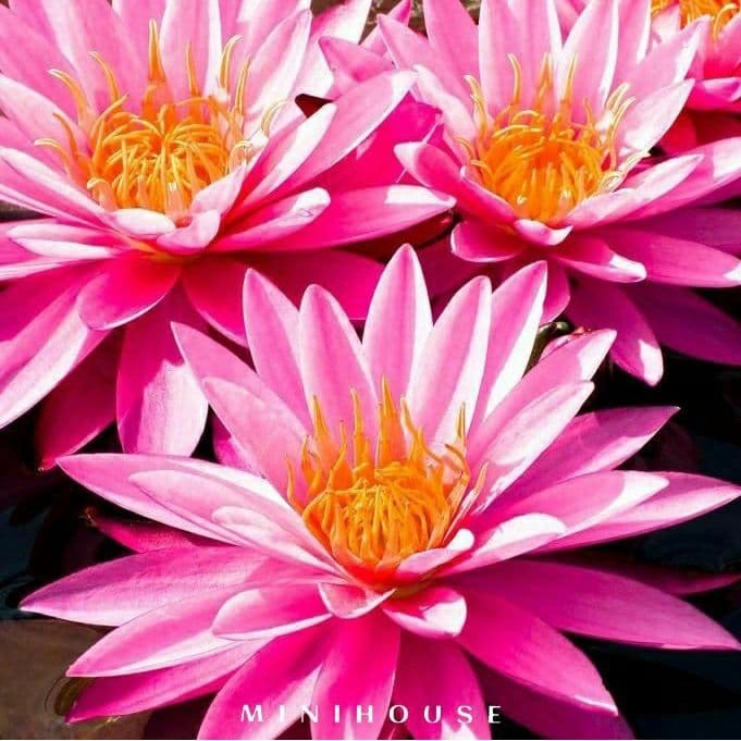 BENIH BIBIT BIJI LOTUS TERATAI AIR IMPORT