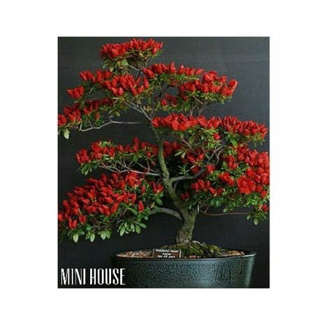 BIBIT BIJI BENIH BONSAI CABAI / POHON CABE