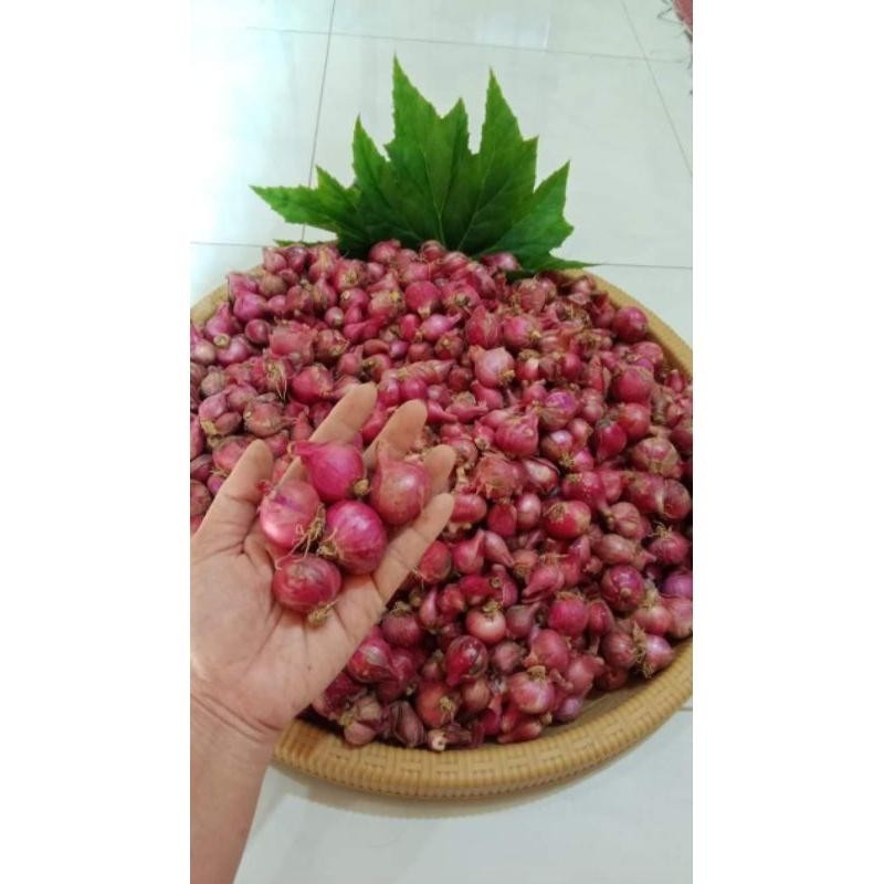 

Bawang merah super 1000gram Super Besar Berkualitas