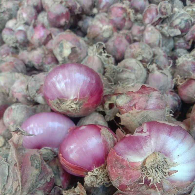 

BAWANG MERAH SUPER 1 KG Super Besar Berkualitas