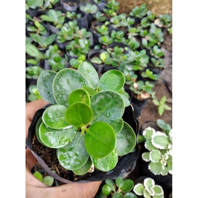 Bibit dolar mangkok mikro ori rawatan small bonsai