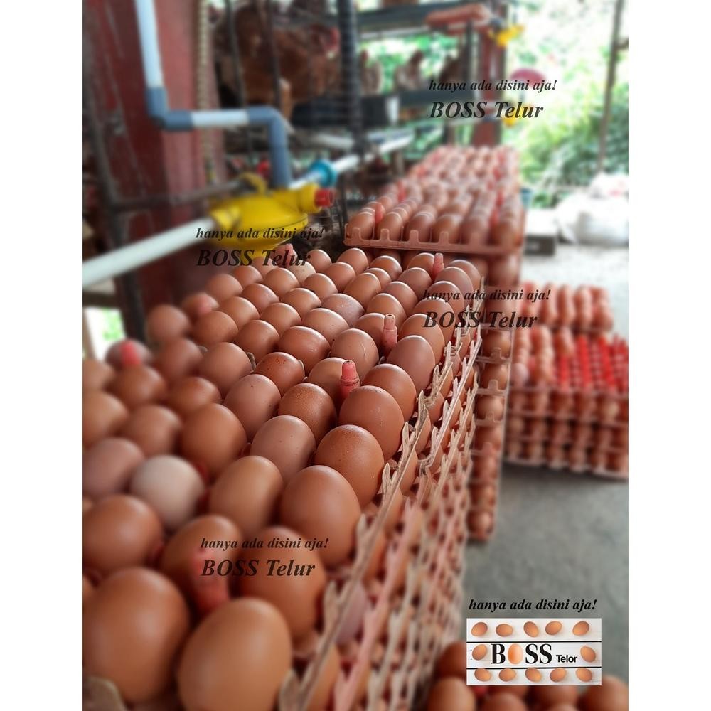 

jy-6 Boss Telur Ayam Negri isi 30 butir ( 1.9 kg) Berkualitas