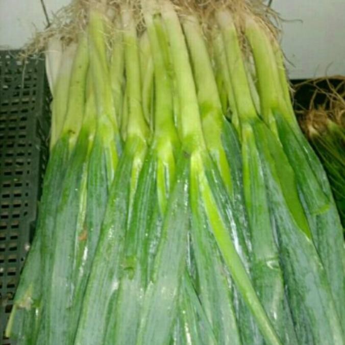 

BIG SALE DAUN BAWANG 1KG !!!!!