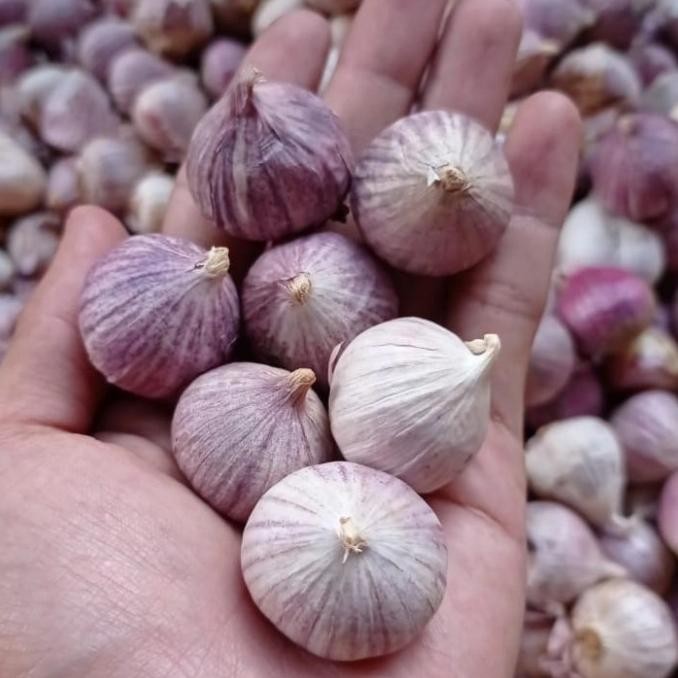 

READY STOCK BAWANG PUTIH TUNGGAL - LANANG FRESH - SEDANG 500 GRAM !!!!!