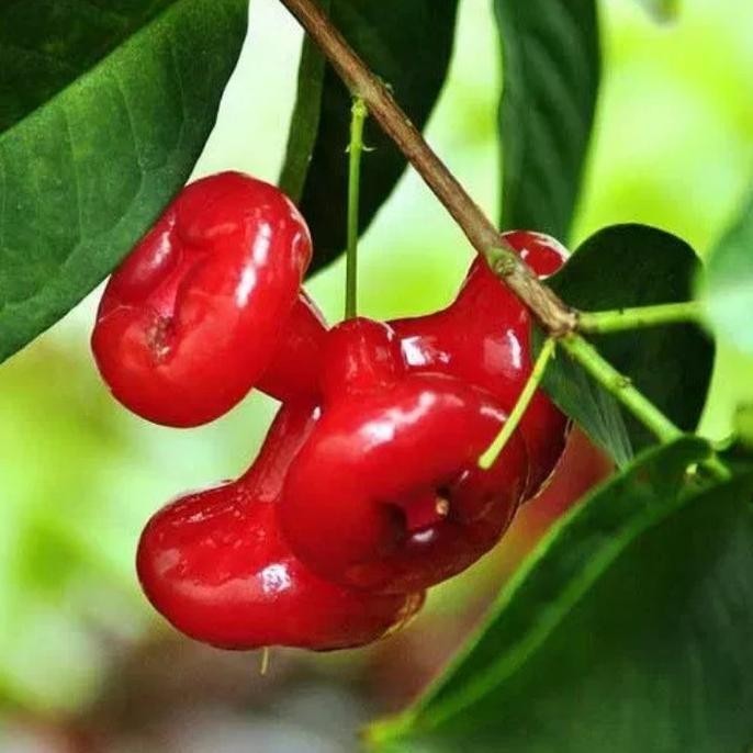 [New] Tanaman Buah Jambu Air Kancing / Sudah Berbuah