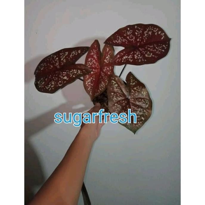 [New] Tanaman Hias Keladi Merah Langka