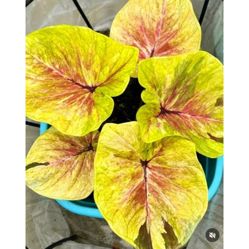 Tanaman Hias Keladi Thai Series Yellow Eskada Bunga Hias Keladi Caladium Anakan Murah Merah BUKAN UM