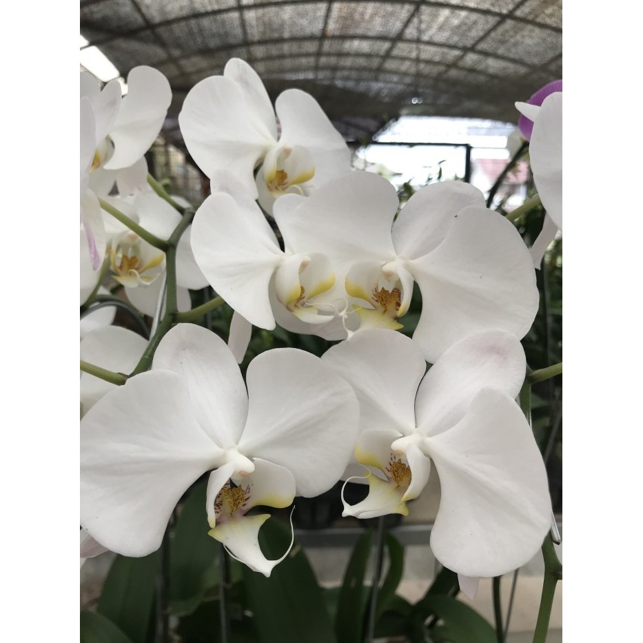 Anggrek Bulan Berbunga (Putih)