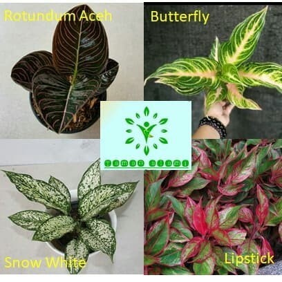 Paket Aglonema 4 Jenis - Aglonema