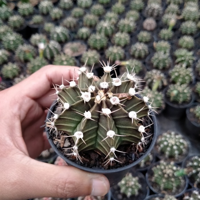 Kaktus Gymno Lb Hybrid