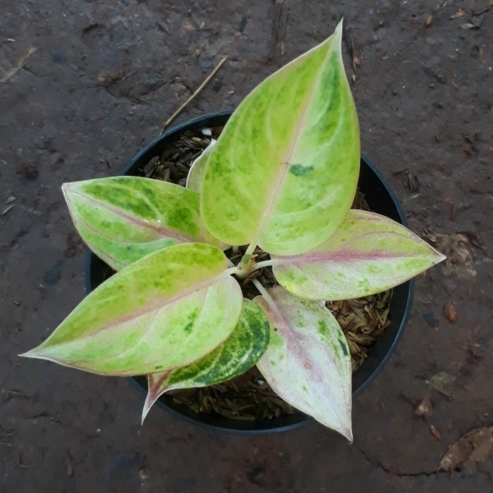 Aglonema Golden Siam