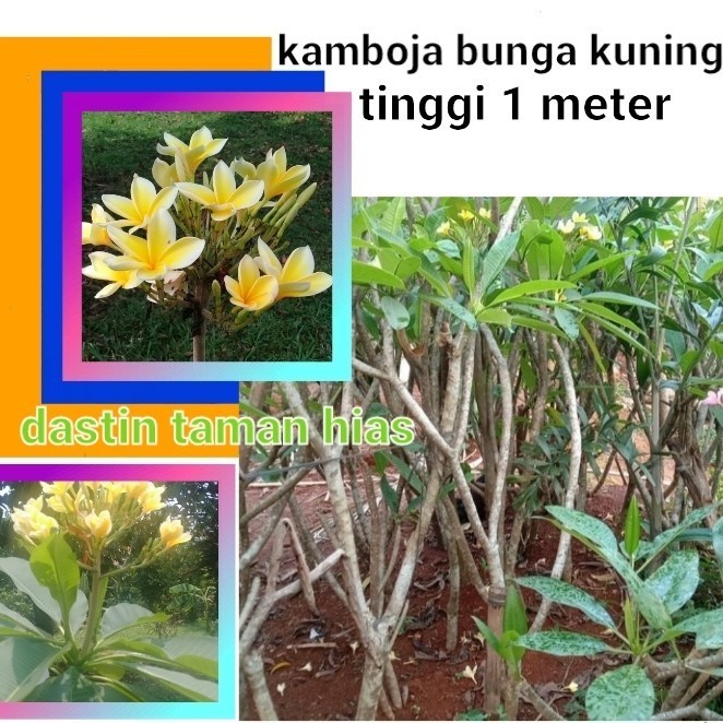 Pohon Kamboja Bunga Kuning//Kamboja Bali