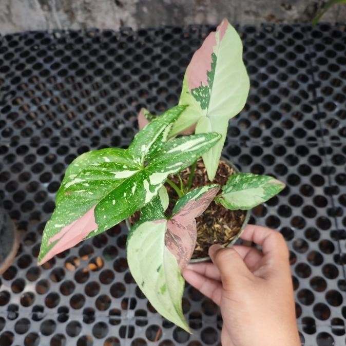 [New] Syngonium Redspot Tricolor