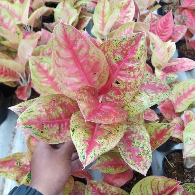 [Cod] Tanaman Hias Aglonema Mahasety - Aglonema Mahasety