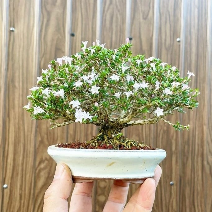 Bonsai Seribu Bintang Mikro