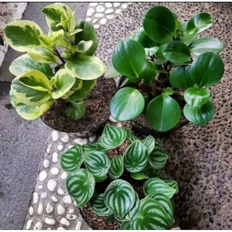 paket murah 3 Tanaman peperomia tanaman watermelon tanaman jade plant varigata & tanaman teplan hija