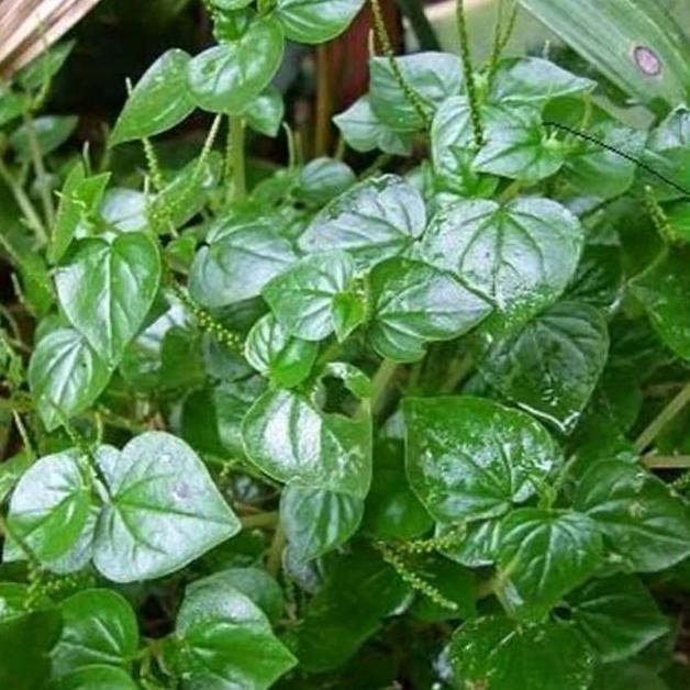 

re-65 Daun sirih cina/ketumpang air termurah(1kg) Sale