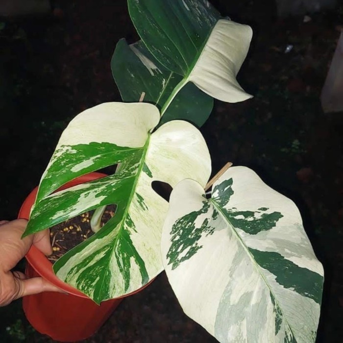 Monstera Variegata - Monthai - Monking Var