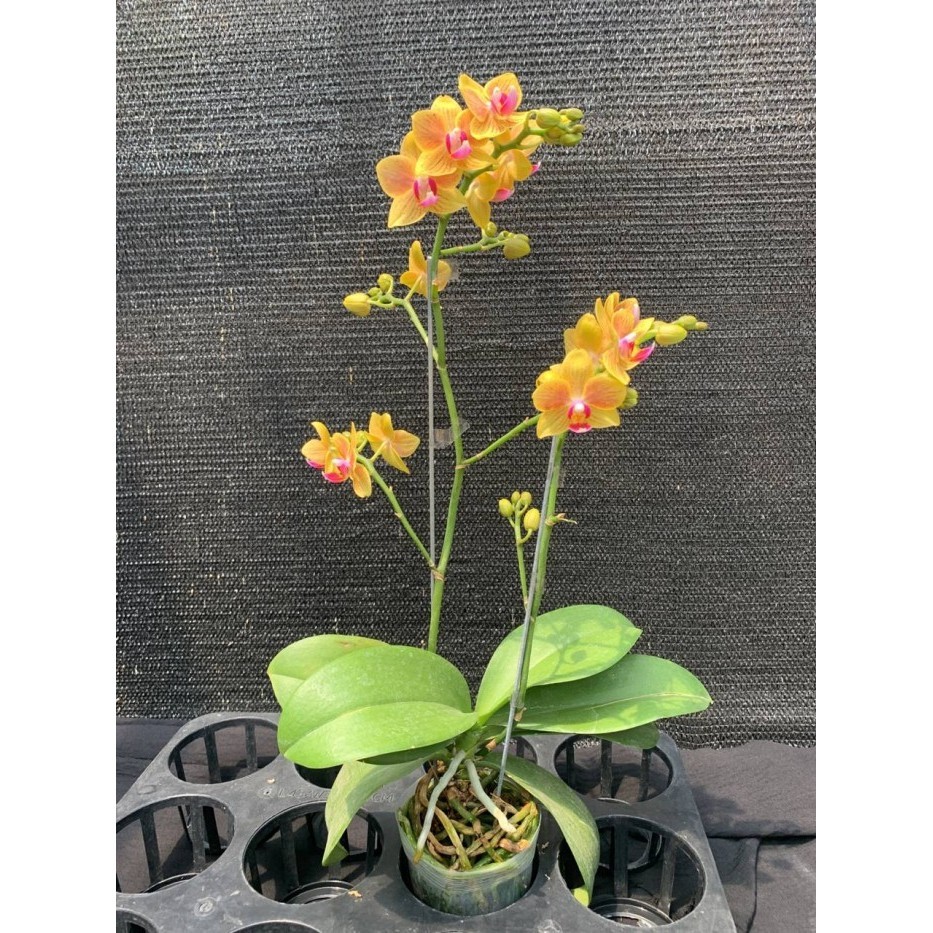 Tanman Hias Anggrek Bulan Mini Sudah Berbunga Siap Tanam