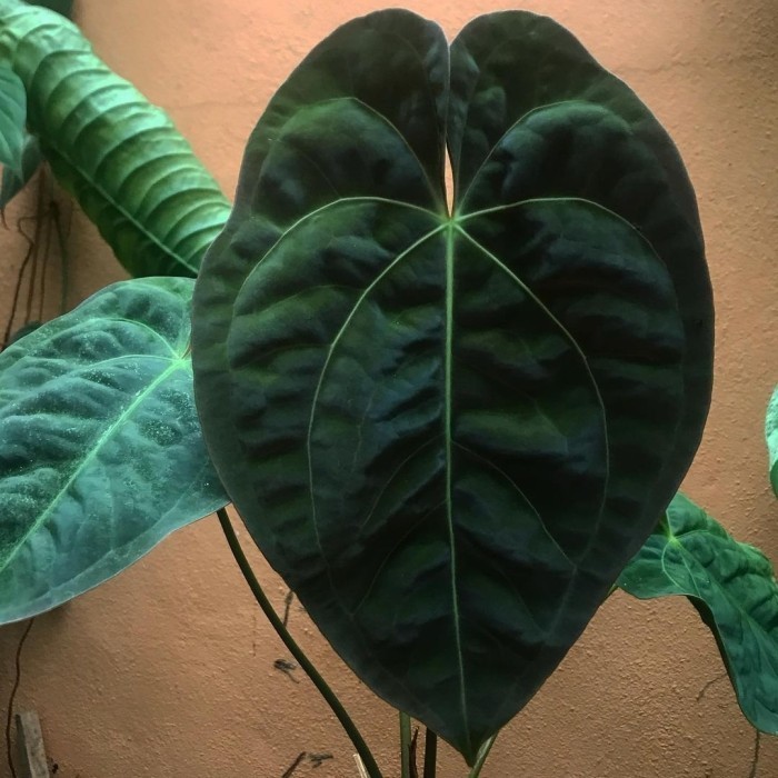 Anthurium Dressleri