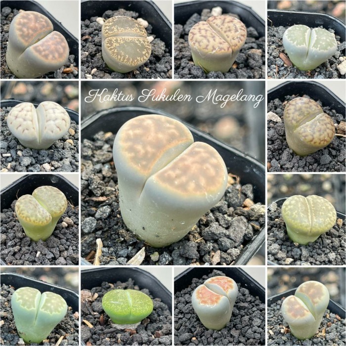 Lithops Jumbo 1-3Cm