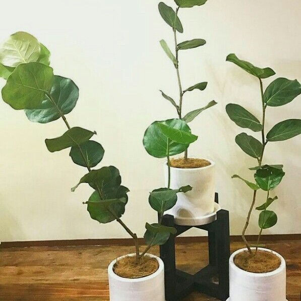 Tanaman Hias Cocoloba Uvifera / Anggur Laut