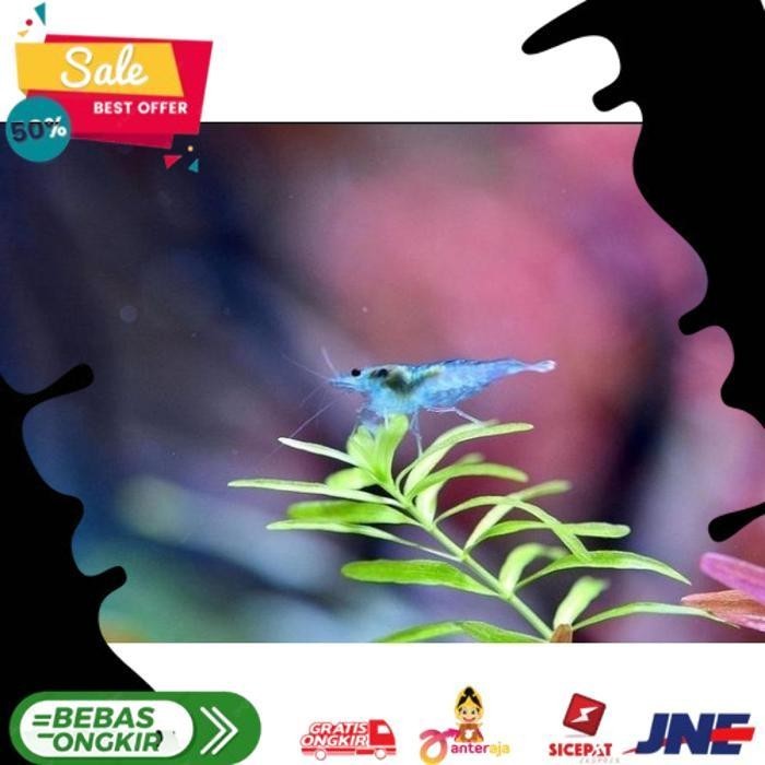 

UDANG HIAS BLUE JELLY ALISUP