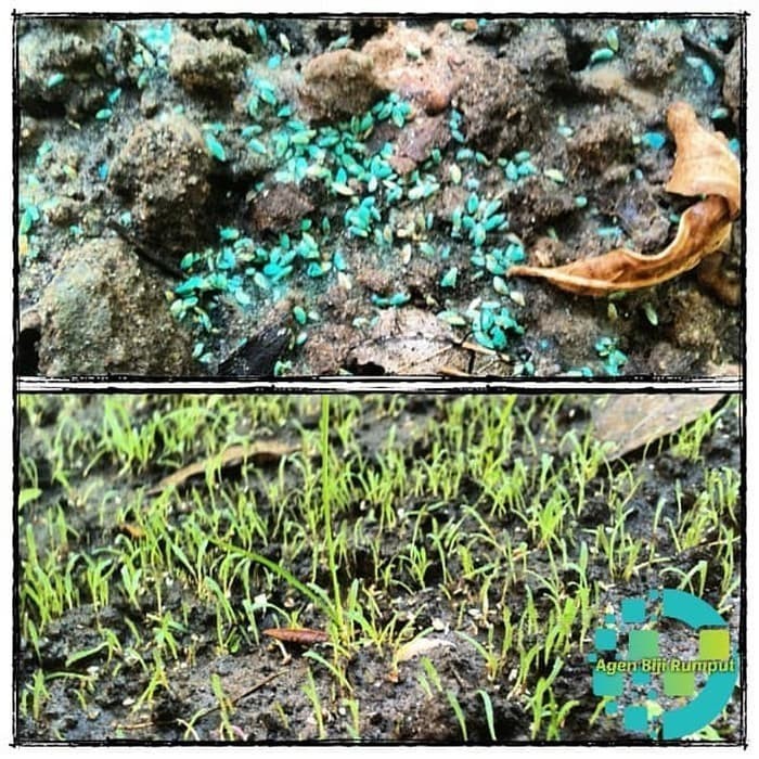 SALE BIJI RUMPUT BERMUDA 25G- BENIH RUMPUT BERMUDA - BIBIT RUMPUT BERMUDA