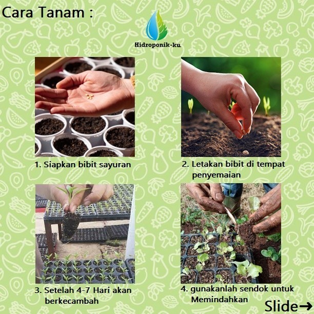 SALE BIBIT / BENIH BROKOLI F1 IMPORT (50 BUTIR) - HIDROPONIK KU