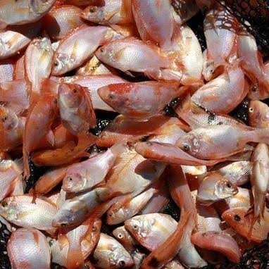 MURAH bibit Nila merah setengah liter