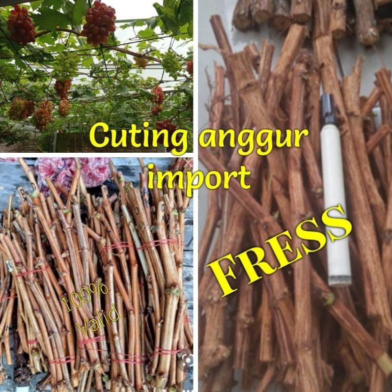 Cutting  Anggur impor fresh langsung semai