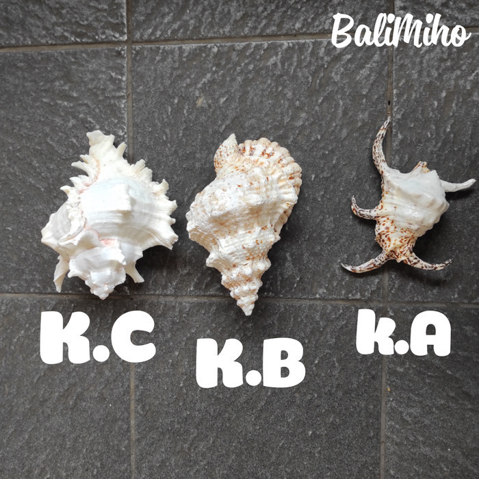 

Terbaru KERANG HIAS/CANGKANG KERANG LAUT/HIASAN KERANG/SEASHELL/SEASHELLS