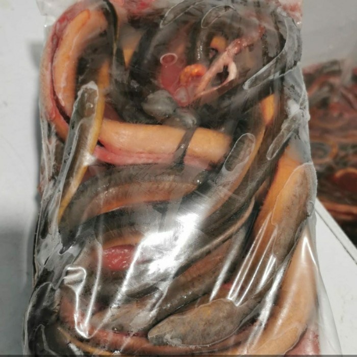 BELUT LAUT BERSIH TERMURAH 1KG