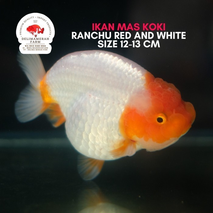 IKAN MAS KOKI RANCHU RW BUFFALO SIZE 10 CM BEST QUALITY BERGARANSI