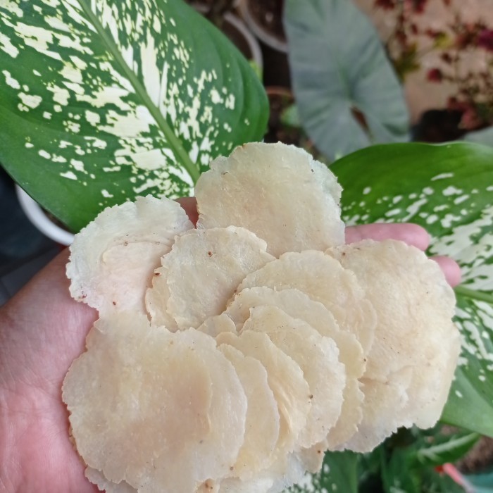 

BIG SALE emping melinjo mentah 1/2 kg