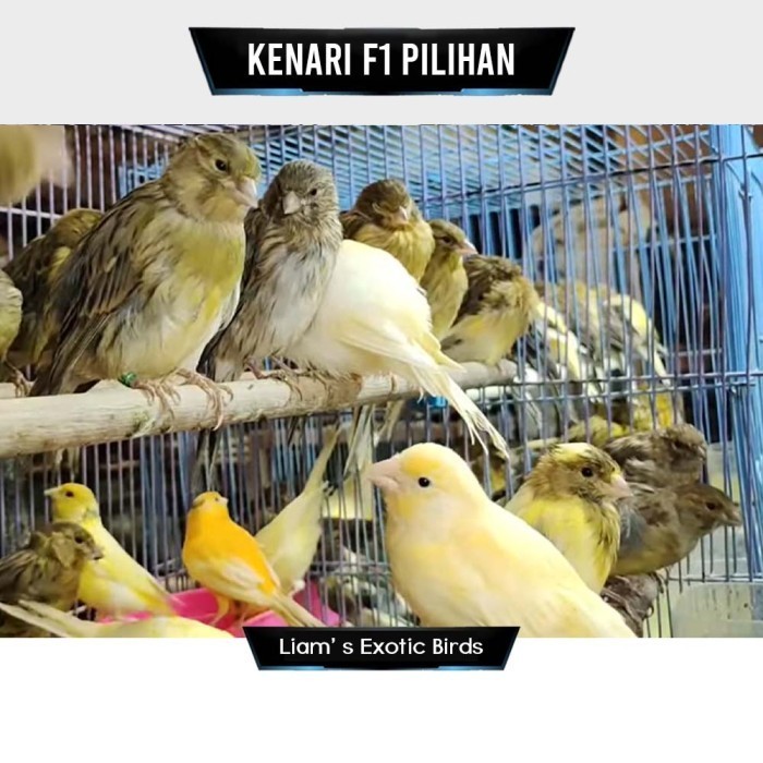 Burung Kenari F1 Jantan Bahan Pilihan