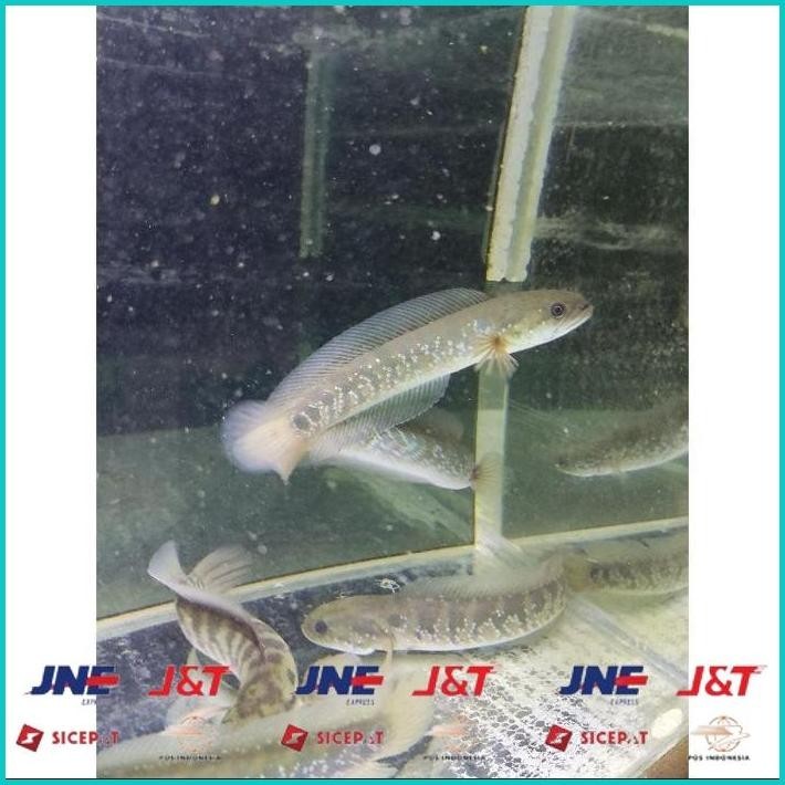 BISMILLAH ASIATICA RSWS SIZE 20-25CM COCOK UNTUK DISPLAY DAN PAIR BONUS STIKER ALISUP
