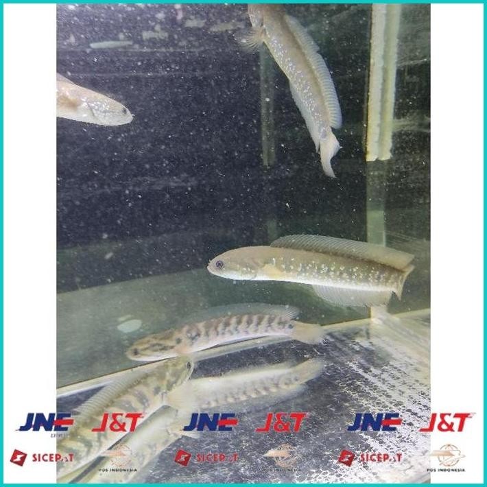 BISMILLAH ASIATICA RSWS SIZE 20-25CM COCOK UNTUK DISPLAY DAN PAIR BONUS STIKER ALISUP